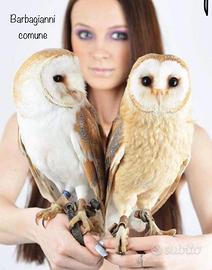 Barbagianni e rapaci notturni con cites