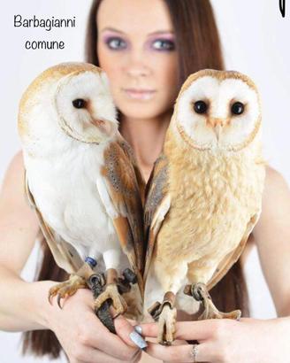 Barbagianni e rapaci notturni con cites
