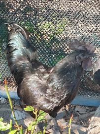 Cemani