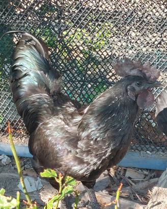  Cemani