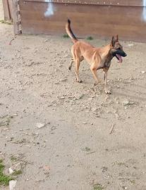 Pastore belga malinois