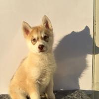 Siberian Husky con pedigree enci