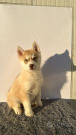 Siberian Husky con pedigree enci