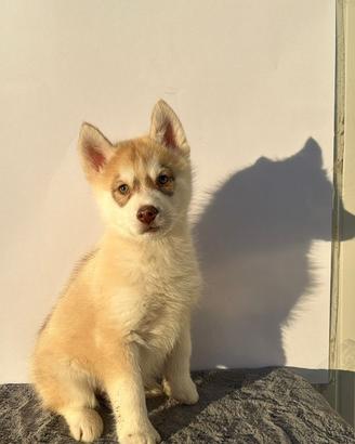 Siberian Husky con pedigree enci