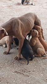 Cuccioli di amstaff