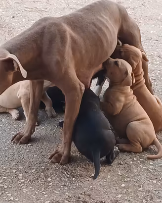 Cuccioli di amstaff