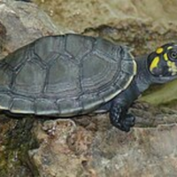 Tartaruga Podocnemis unifilis