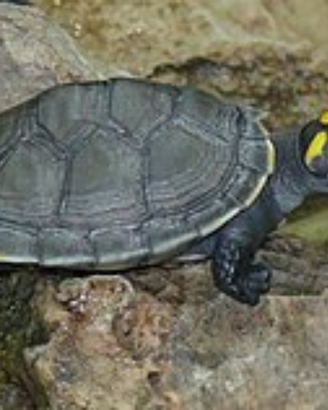 Tartaruga Podocnemis unifilis
