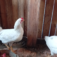 Gallo livornese