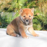 Cucciolo maschio di Shiba Inu rosso