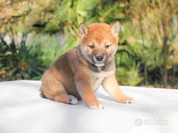 Cucciolo maschio di Shiba Inu rosso