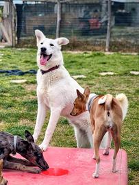 Simil pastore svizzero in adozione