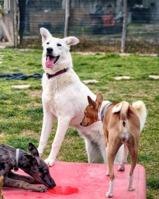 Simil pastore svizzero in adozione