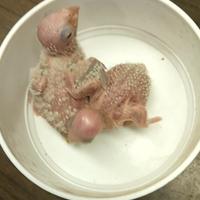 Pulli di Pyrrhura molinae