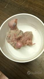 Pulli di Pyrrhura molinae