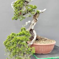 Bonsai ginepro Sabina