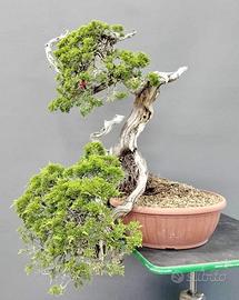Bonsai ginepro Sabina