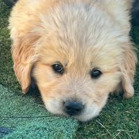 Cuccioli di golden retriever