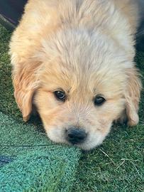 Cuccioli di golden retriever