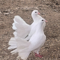 Pavoncelle bianche