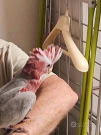 Cacatua rosa