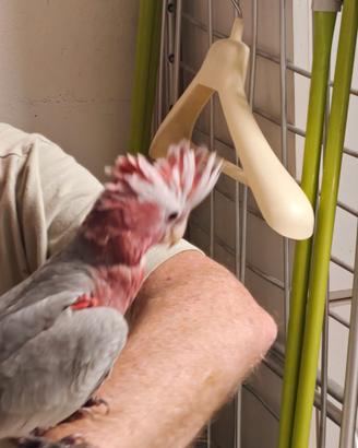Cacatua rosa