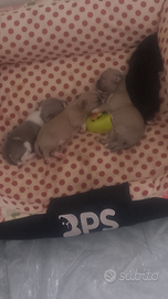 Cuccioli dì ciwavua