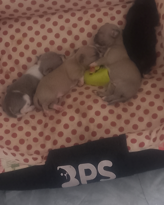 Cuccioli dì ciwavua