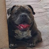 American bully pocket open for stud