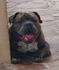 American bully pocket open for stud