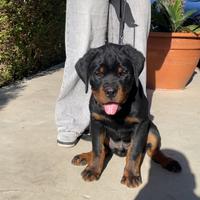 Rottweiler nati 05/01/2025