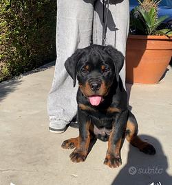 Rottweiler nati 05/01/2025