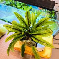 piante acquario tropicale 