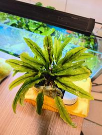 piante acquario tropicale 