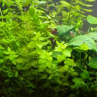 pianta acquario  bacopa e sessioflora 