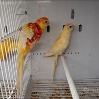 Roselle, gropponi,monaci, bourke,prugna e pyrrhura