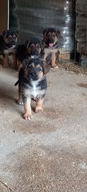 Cuccioli pastore tedesco