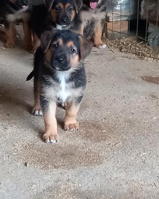 Cuccioli pastore tedesco