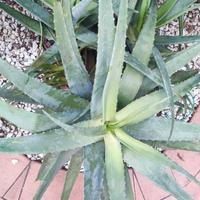 piante di Aloe vera 