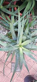 piante di Aloe vera 