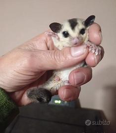 Petauri baby