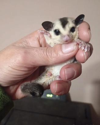 Petauri baby