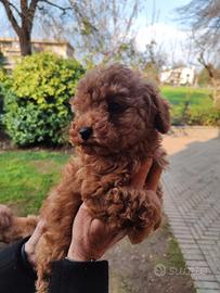 Barboncina pedigree enci