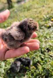 Moroseta e Olandese ciuffata