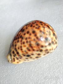 conchiglia Cuprea Tigris 