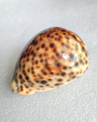 conchiglia Cuprea Tigris 