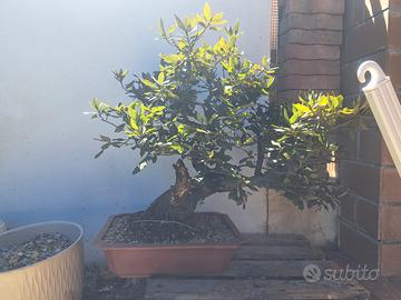 bonsai Leccio