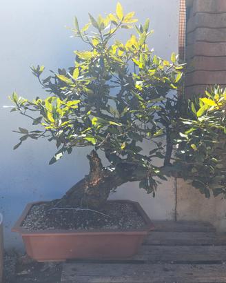 bonsai Leccio