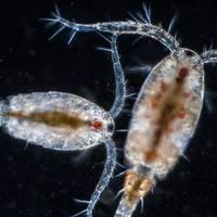 copepodi Cyclops cibo vivo per  acquario dolce 
