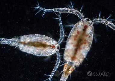 copepodi Cyclops cibo vivo per  acquario dolce 